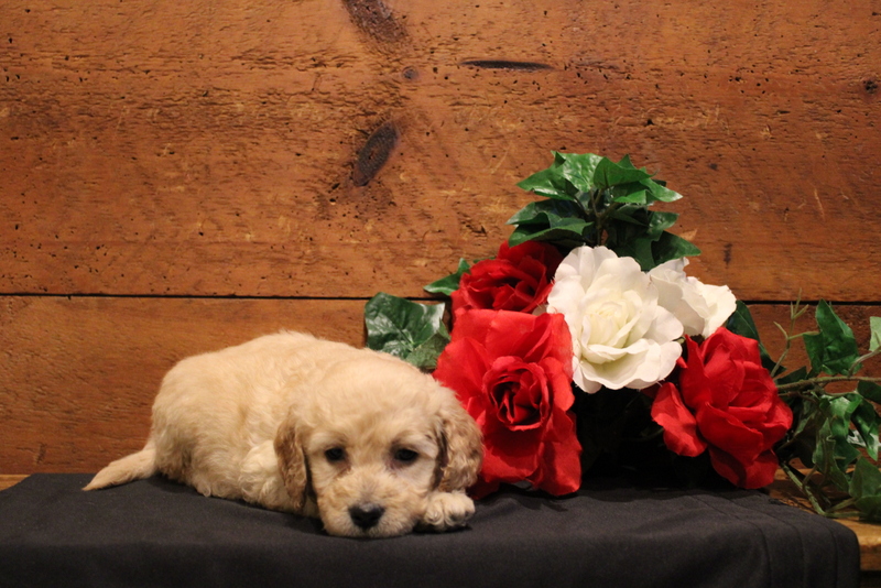 puppy, for, sale, Mini Goldendoodle F1B, Matthew B. Stoltzfus, dog, breeder, Gap, PA, dog-breeder, puppy-for-sale, forsale, nearby, find, puppyfind, locator, puppylocator, aca